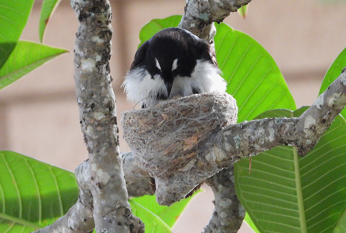 Willie-wagtail - ML646606560