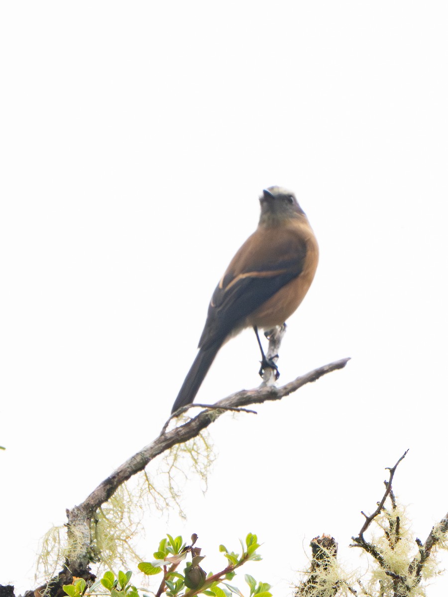 Smoky Bush-Tyrant - ML646606561