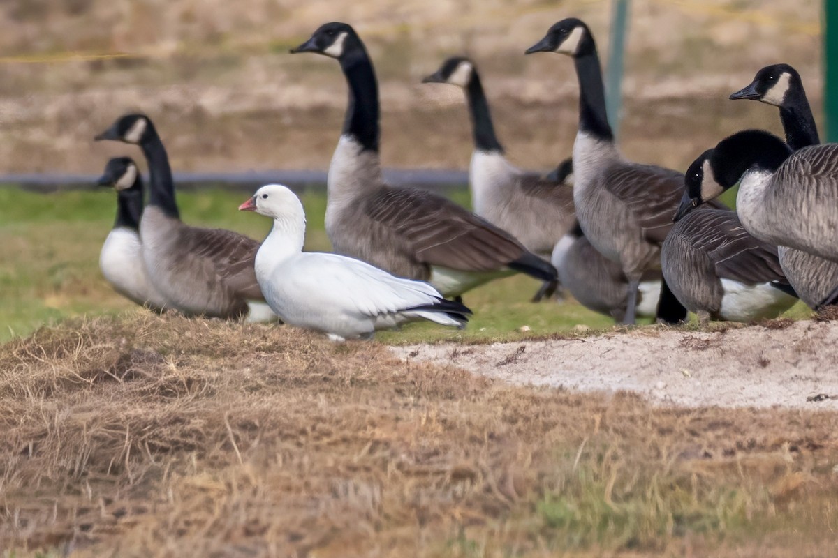 eskimogås - ML646606562