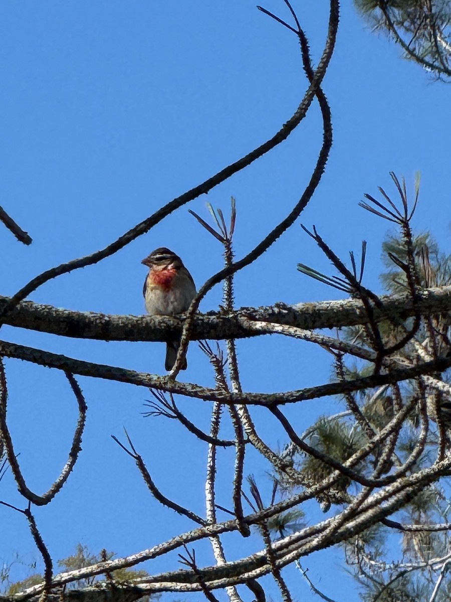 California Towhee - ML646606567