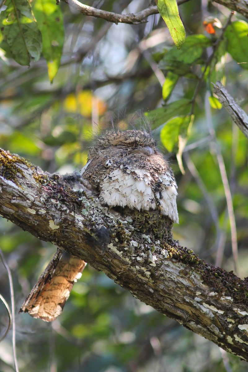 Hodgson's Frogmouth - ML646606568
