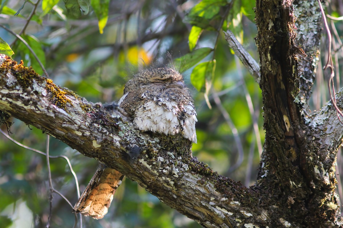 Hodgson's Frogmouth - ML646606569