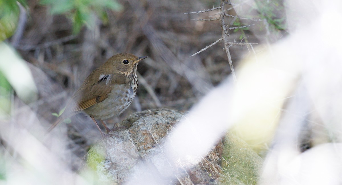 Hermit Thrush - ML646606570