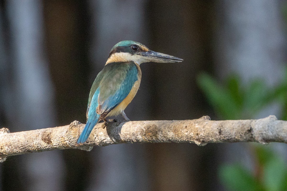 Sacred Kingfisher - ML646606572