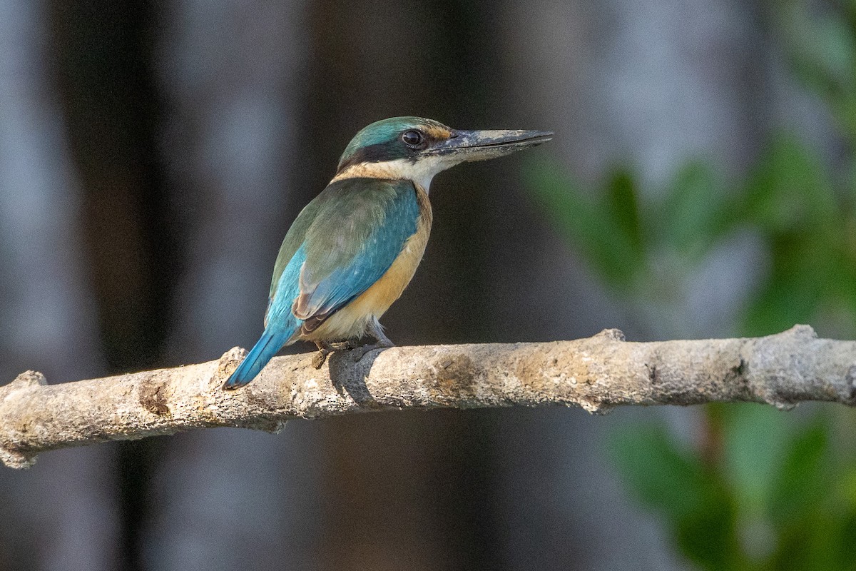 Sacred Kingfisher - ML646606573