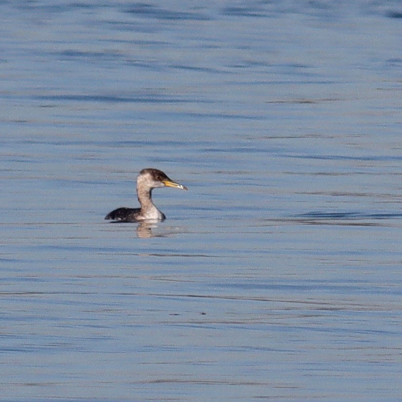 Red-necked Grebe - ML646606574