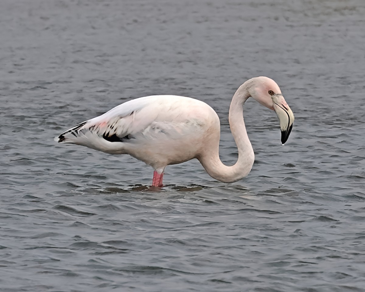 Fenicottero - ML646606577