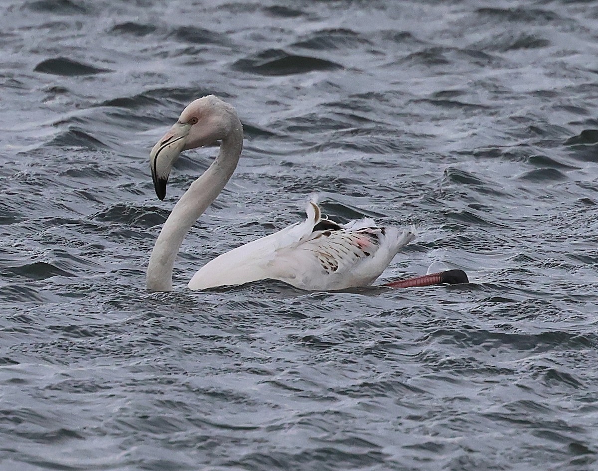 Fenicottero - ML646606578