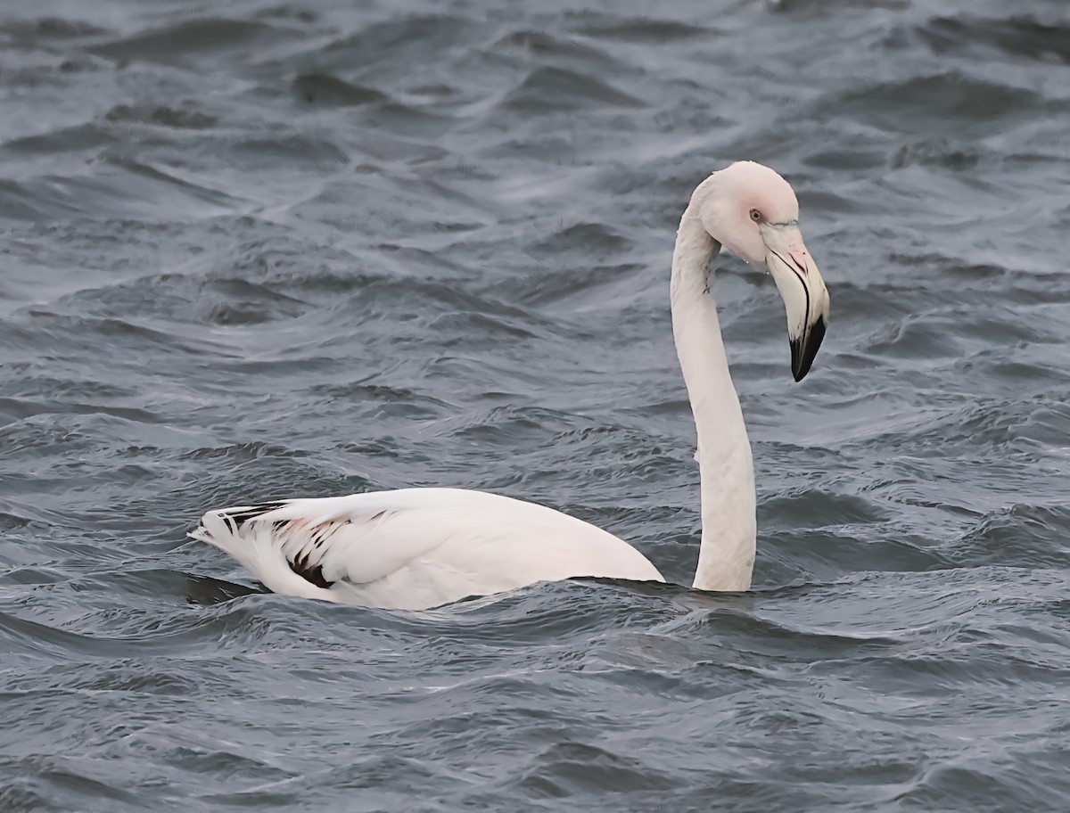 Fenicottero - ML646606579