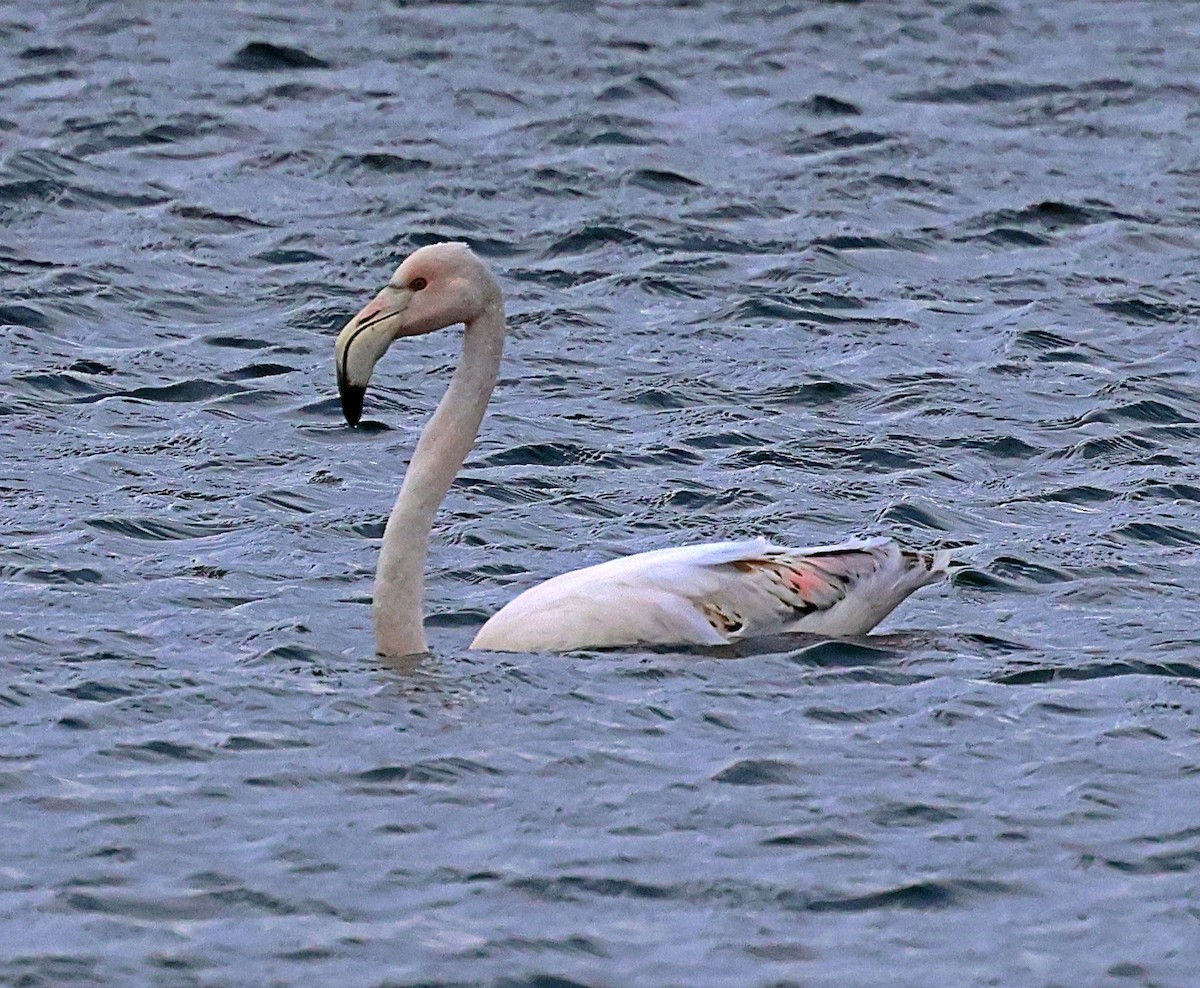 Fenicottero - ML646606580