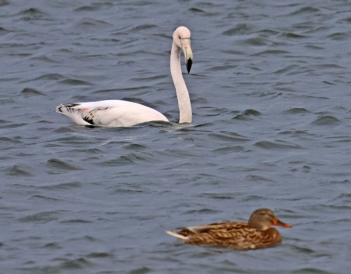 Fenicottero - ML646606581