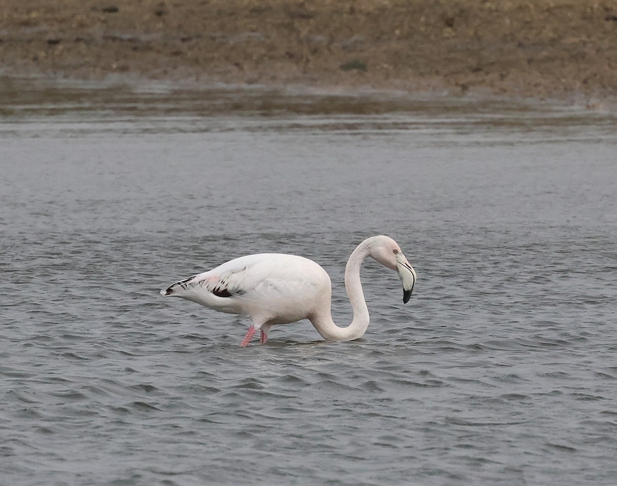 Fenicottero - ML646606582