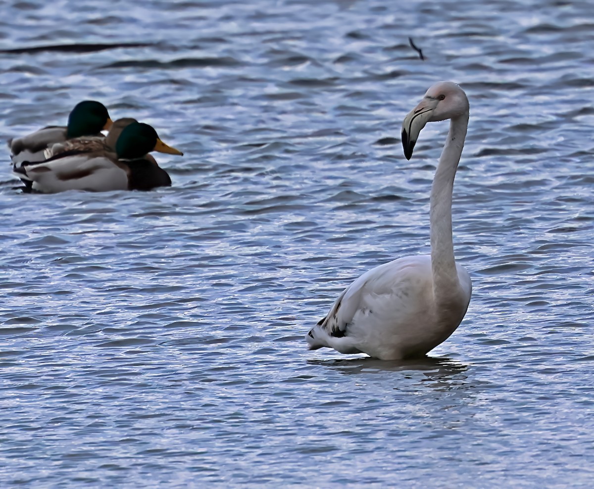 Fenicottero - ML646606583