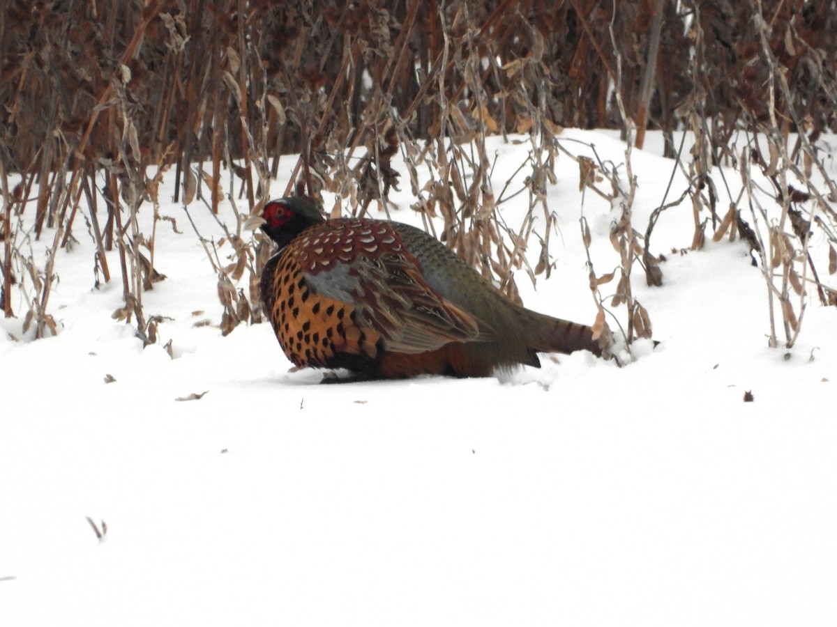 Faisai arrunta - ML646606584