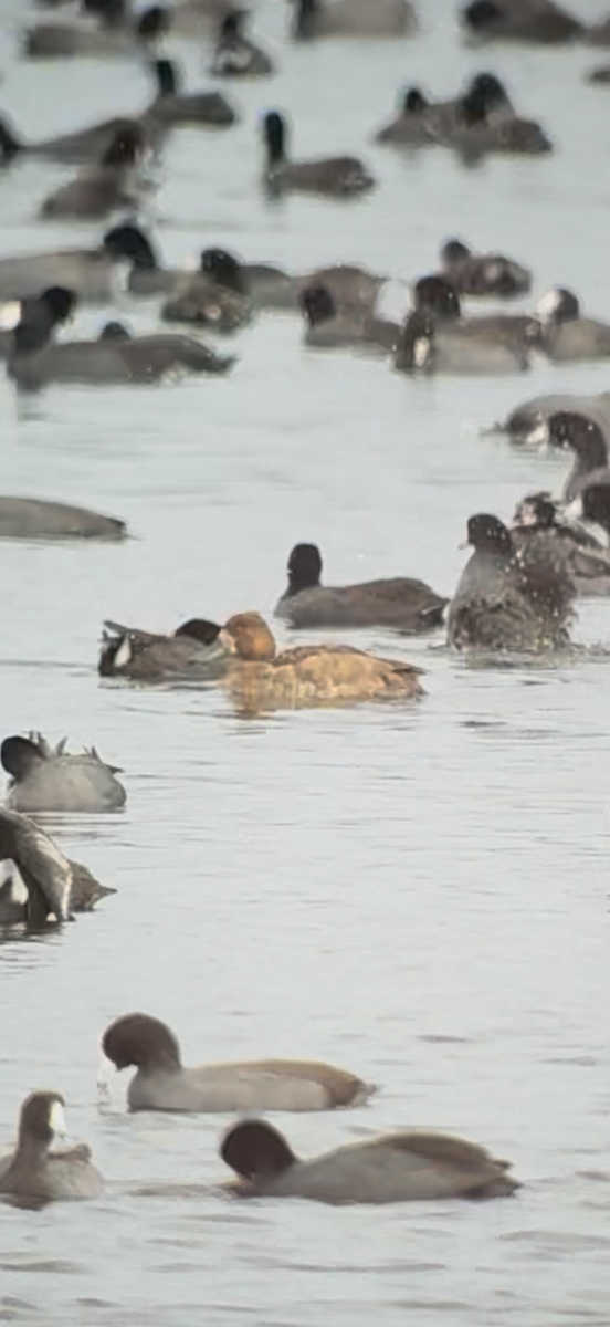 Canvasback - ML646606586