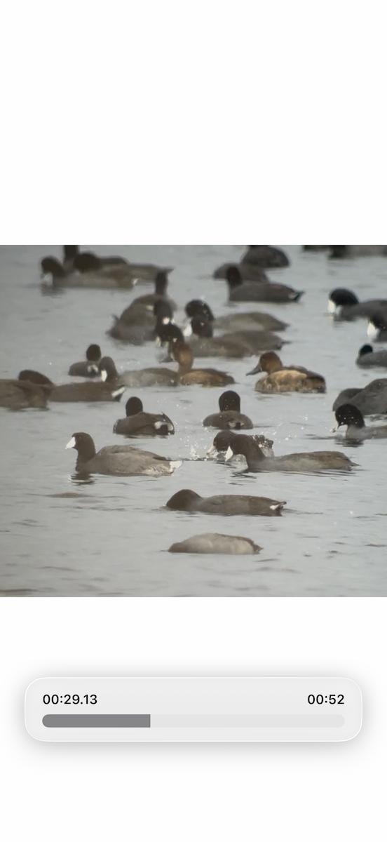 Canvasback - ML646606587