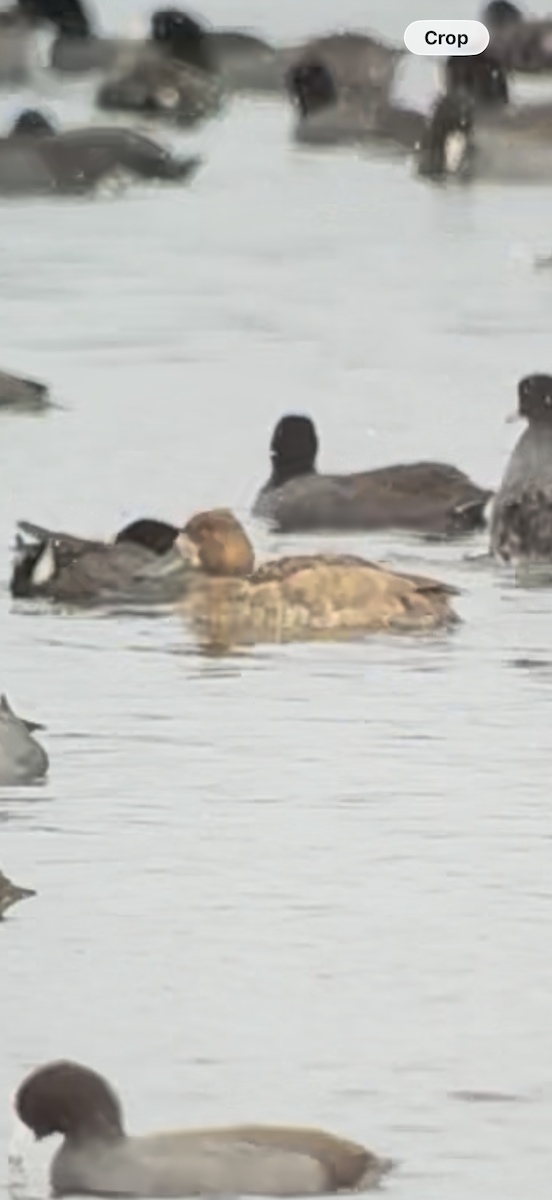 Canvasback - ML646606588