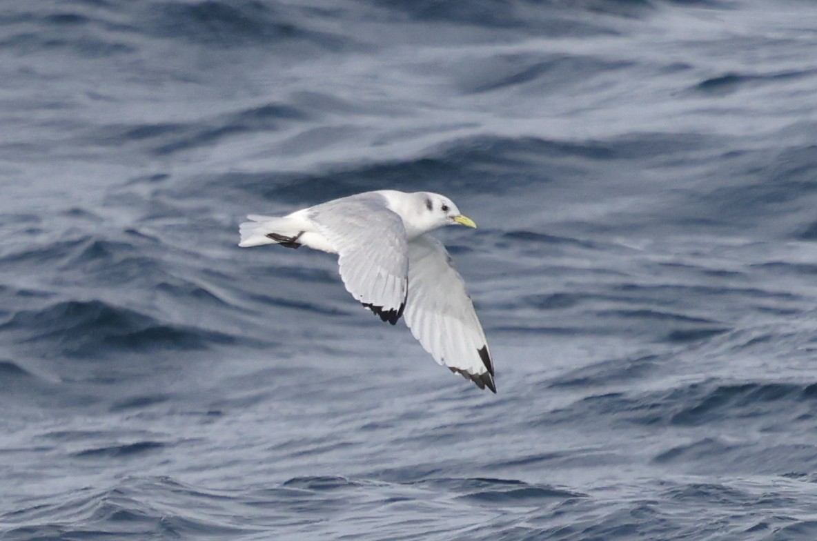 Kara Ayaklı Martı - ML646606589