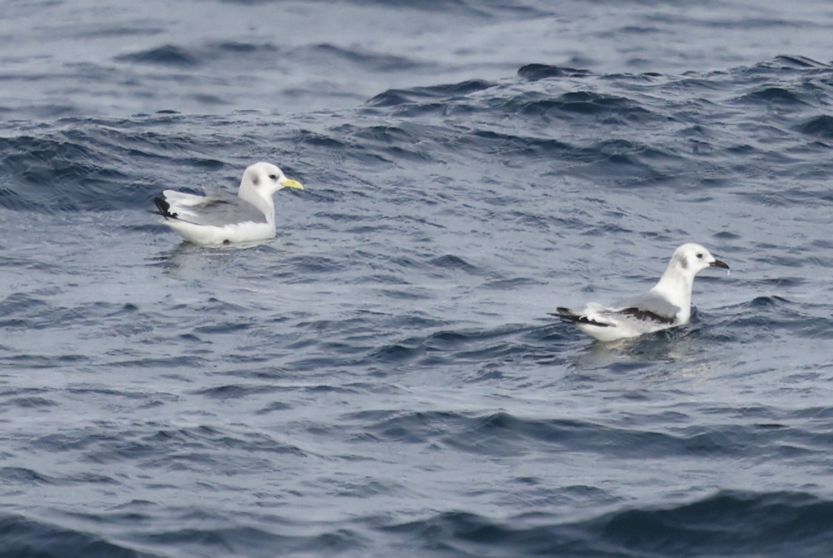 Kara Ayaklı Martı - ML646606590