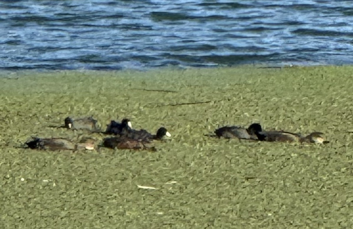 Gadwall - ML646606591