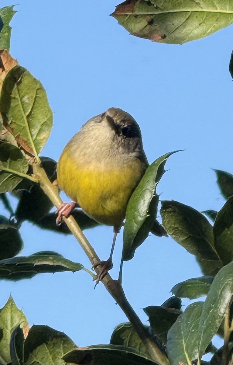 MacGillivray's Warbler - ML646606596
