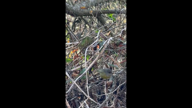 MacGillivray's Warbler - ML646606597