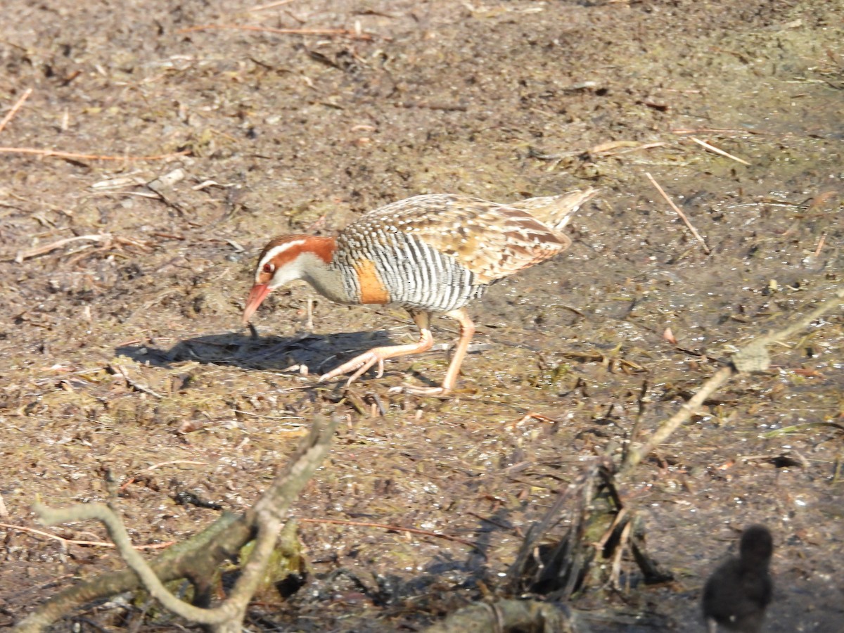 Buff-banded Rail - ML646606598