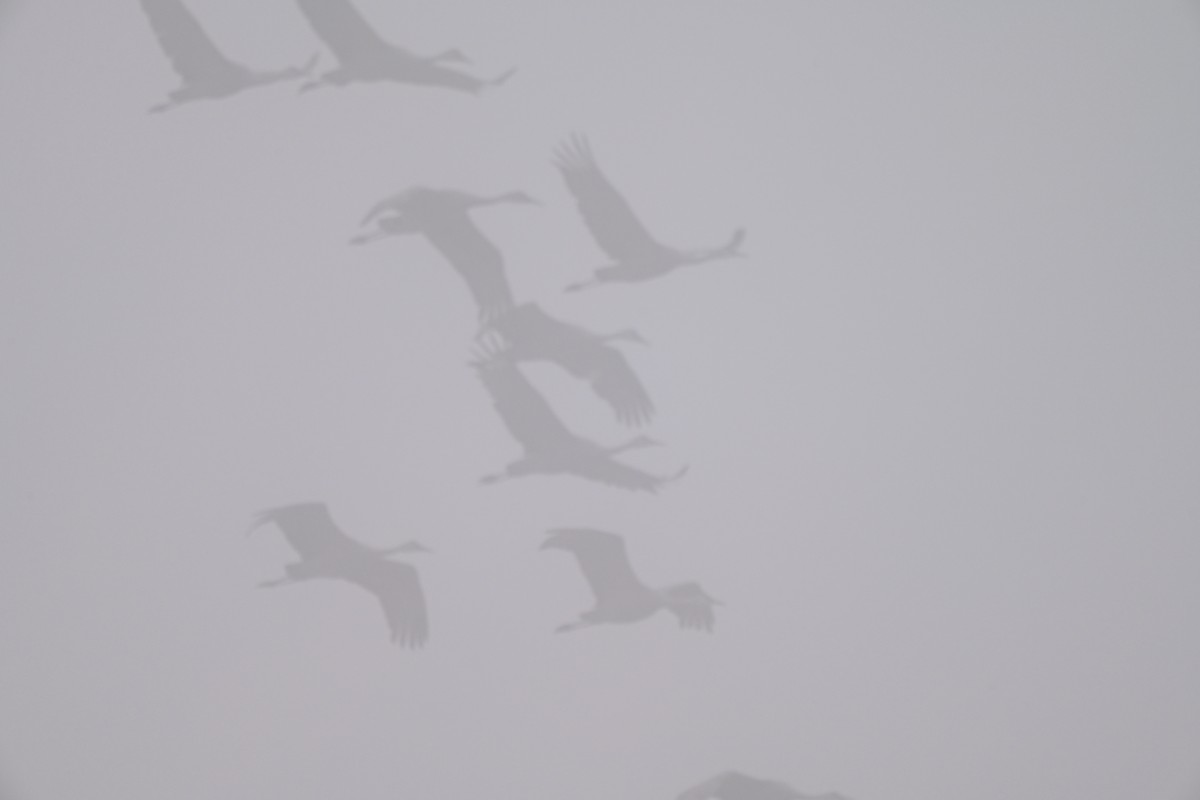 Sandhill Crane - ML646606599