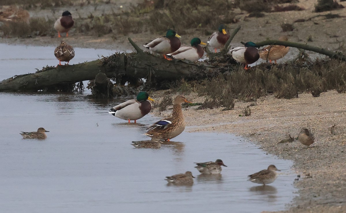 Alzavola - ML646606602