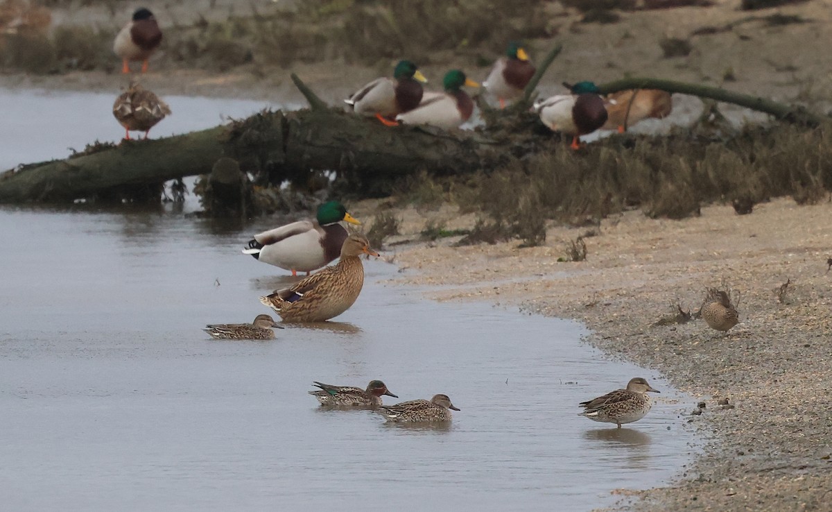 Alzavola - ML646606603