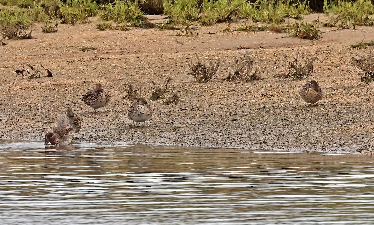 Alzavola - ML646606604