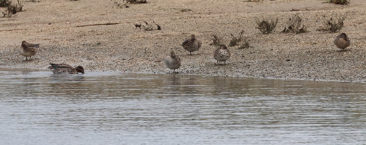 Alzavola - ML646606605