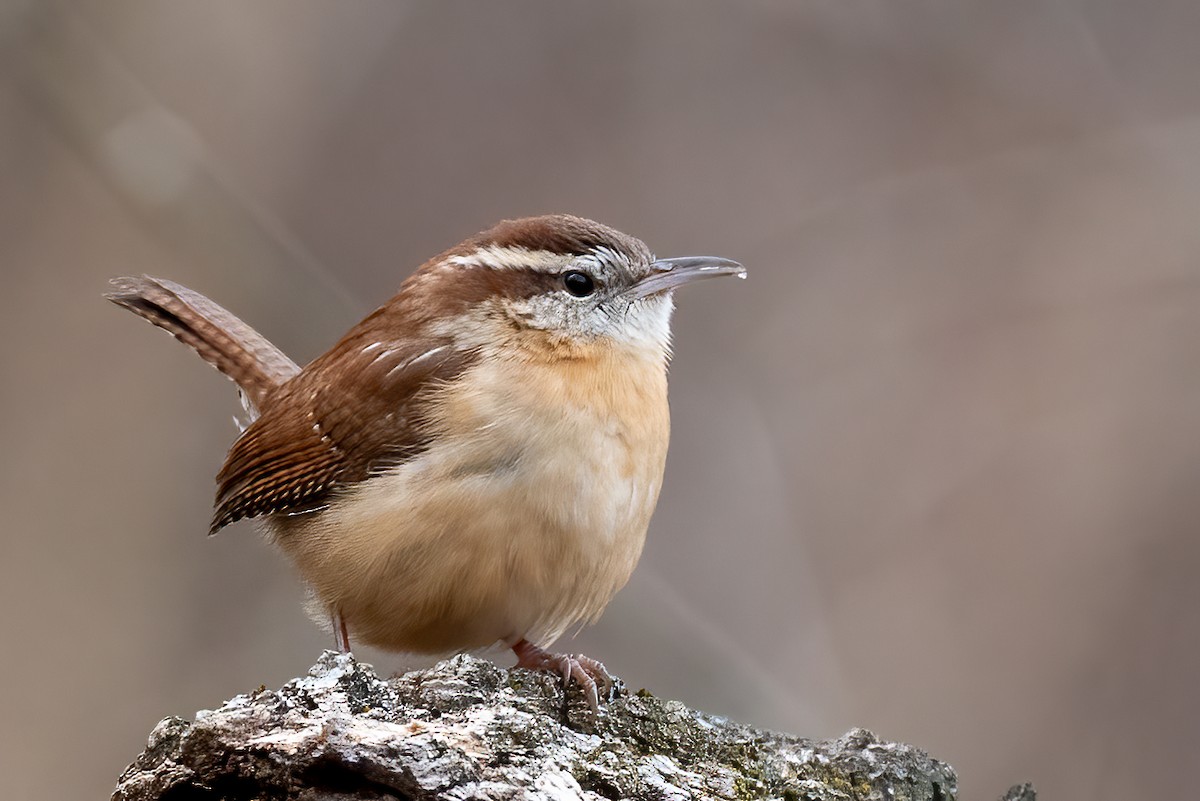 Каролинский крапивник - ML646606606