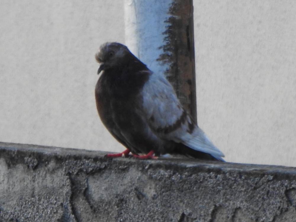 Rock Pigeon (Feral Pigeon) - ML646606607