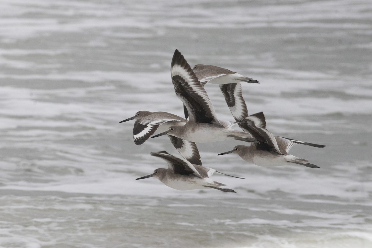 Willet - ML646606608