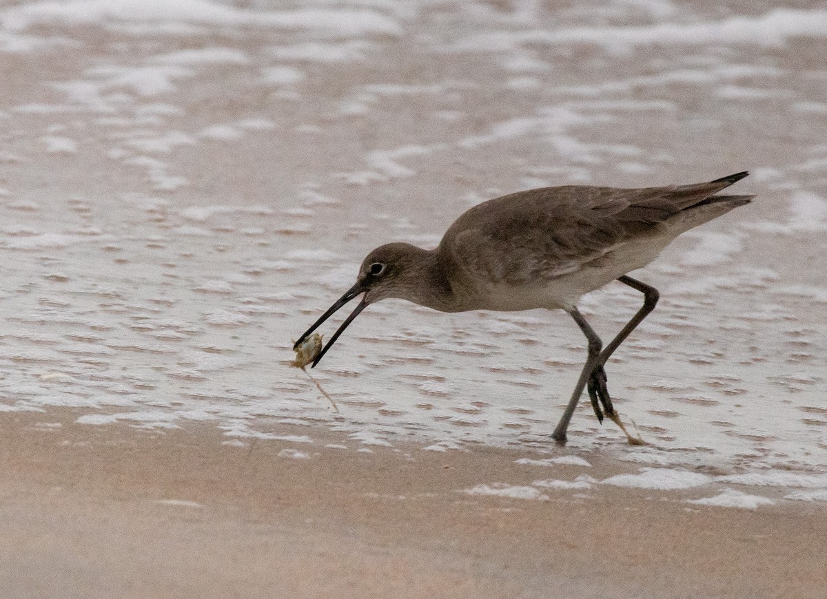 Willet - ML646606609