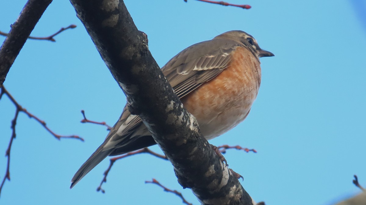 Göçmen Ardıç - ML646606610