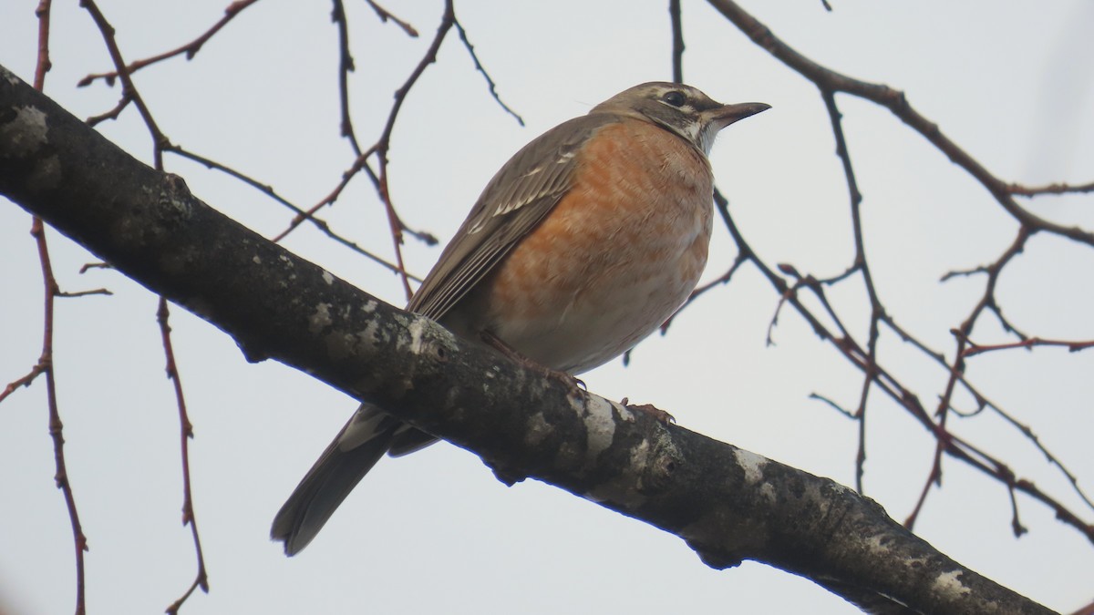 Göçmen Ardıç - ML646606611