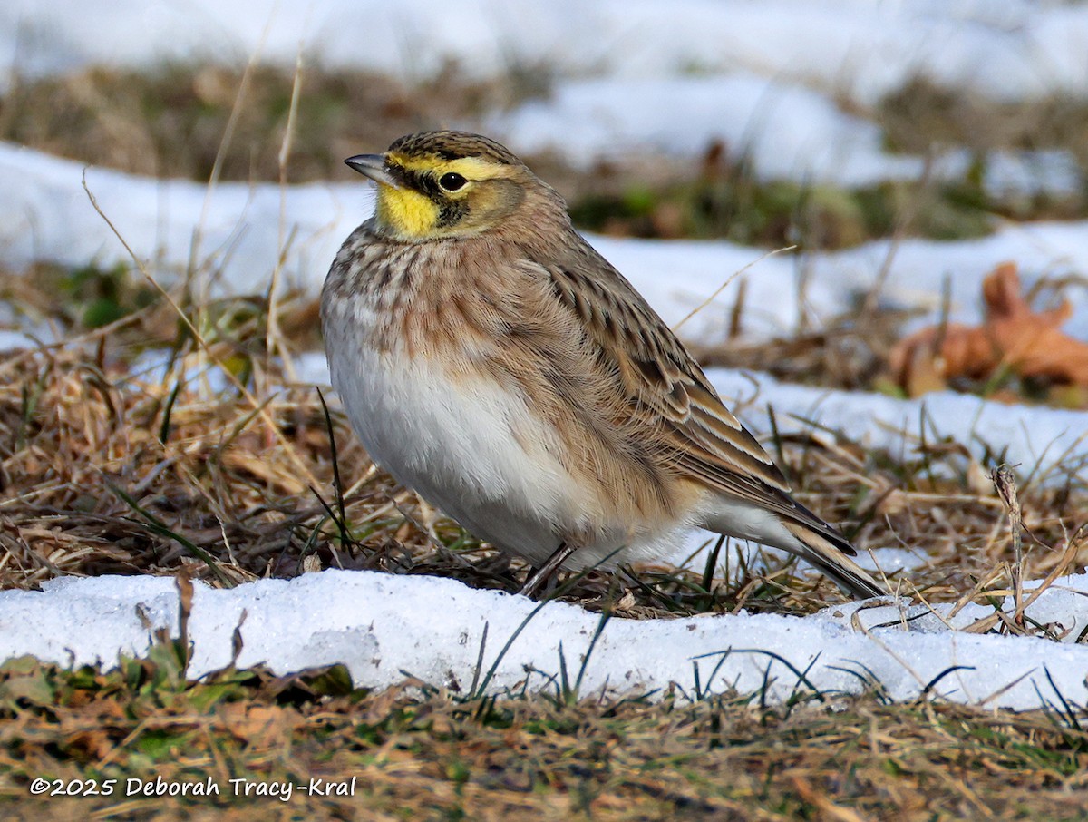 ハマヒバリ - ML646606614