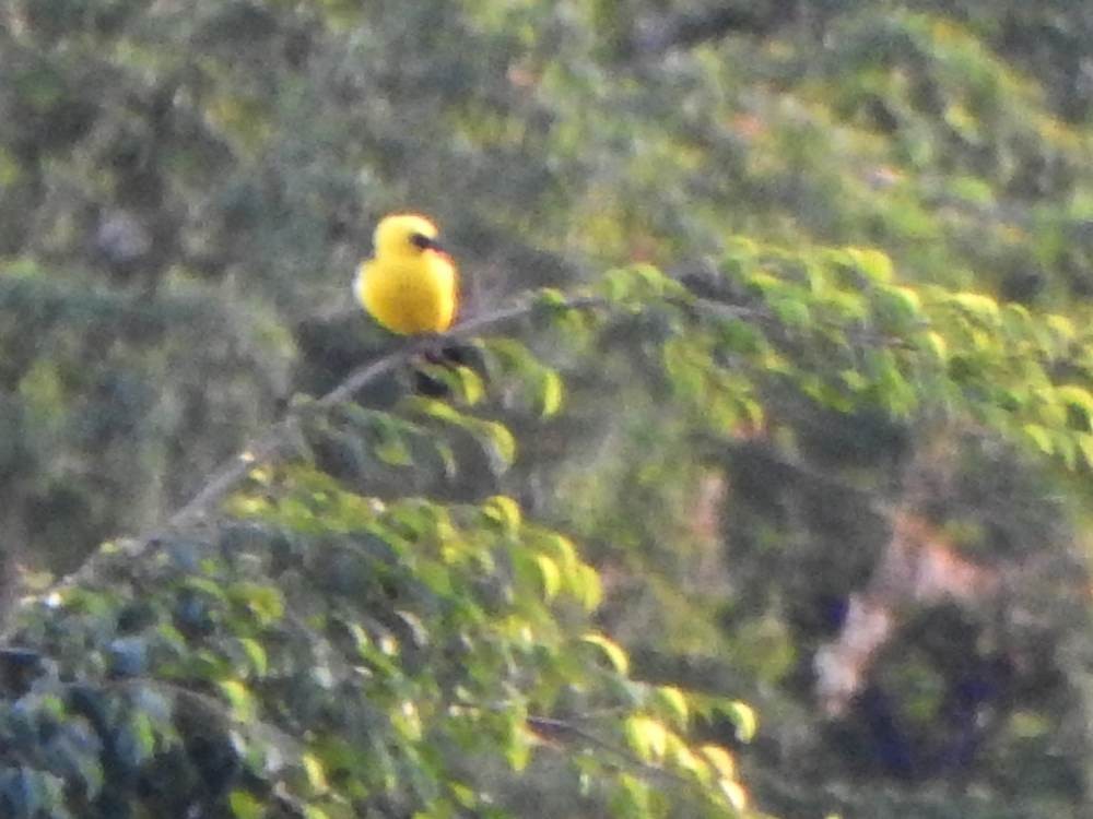 Oriole Blackbird - ML646606615