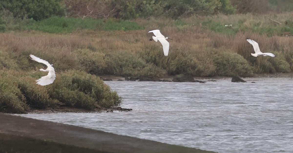 Spatola - ML646606616