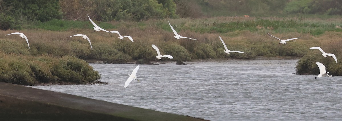 Spatola - ML646606617