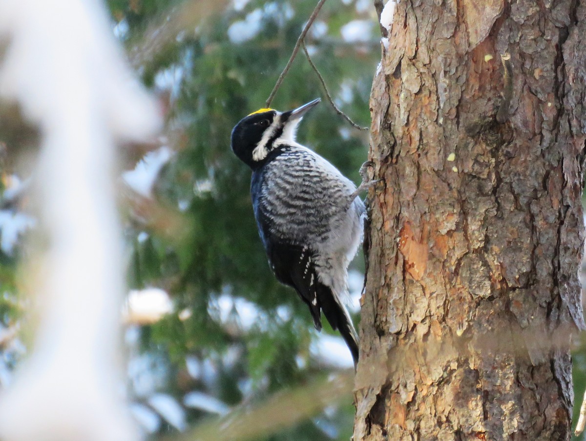 Black-backed Woodpecker - ML646606618