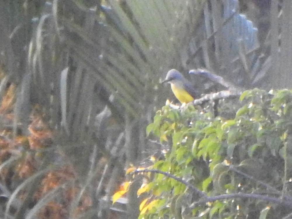 Tropical Kingbird - ML646606620