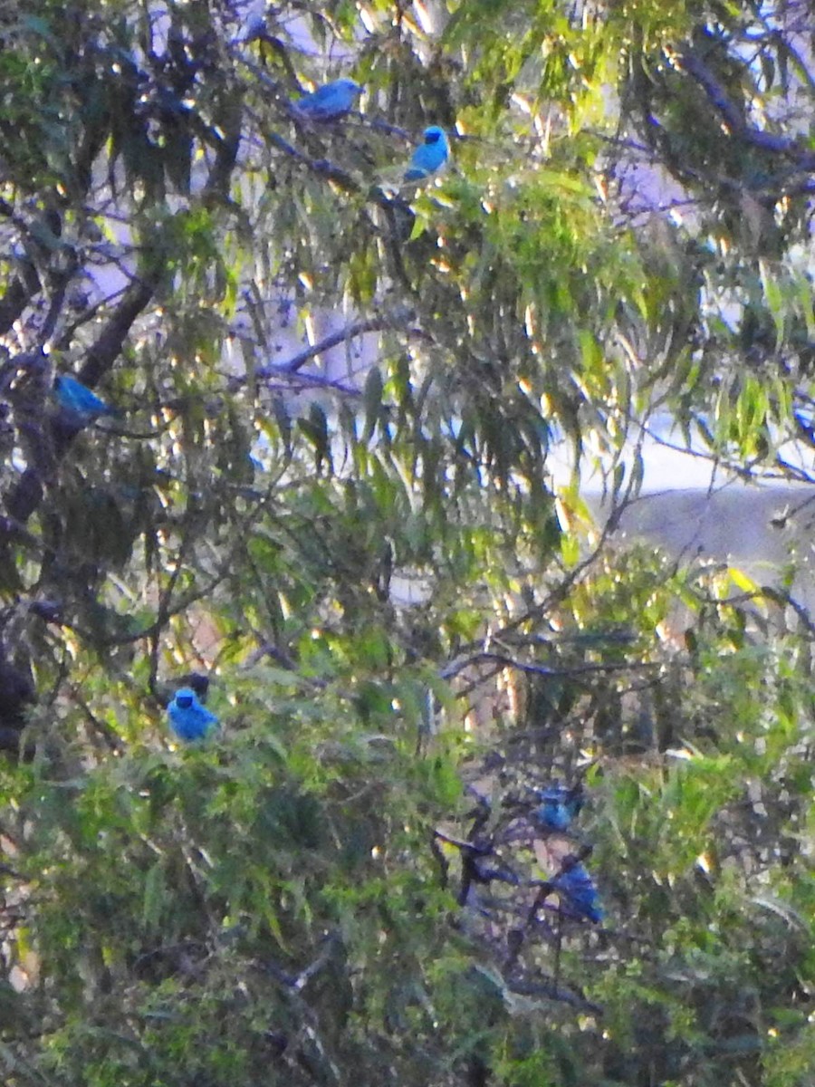 Swallow Tanager - ML646606627