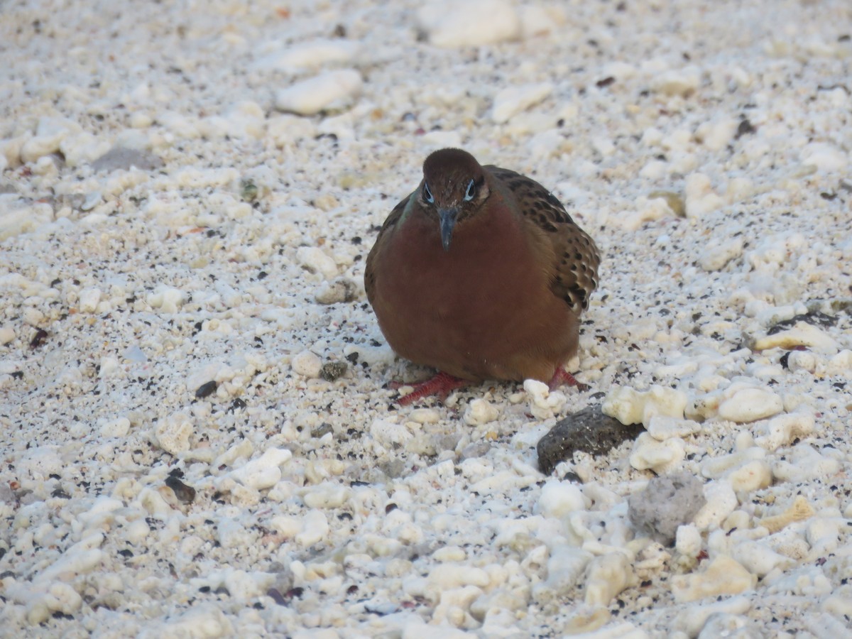 Galapagos Dove - ML646606630