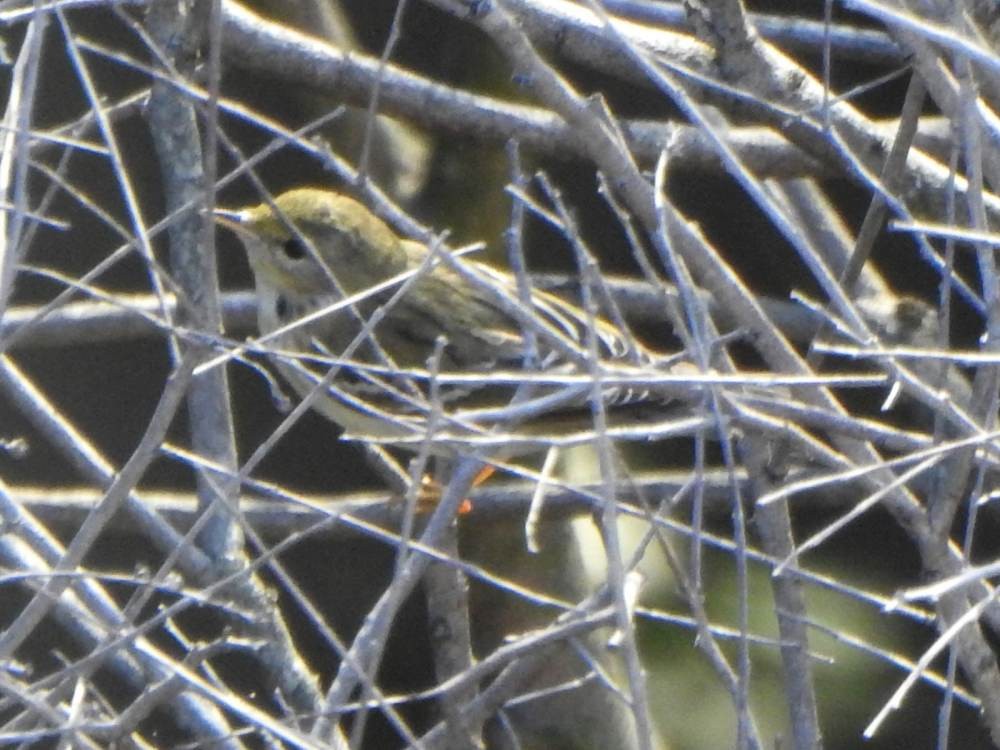 Blackpoll Warbler - ML646606631