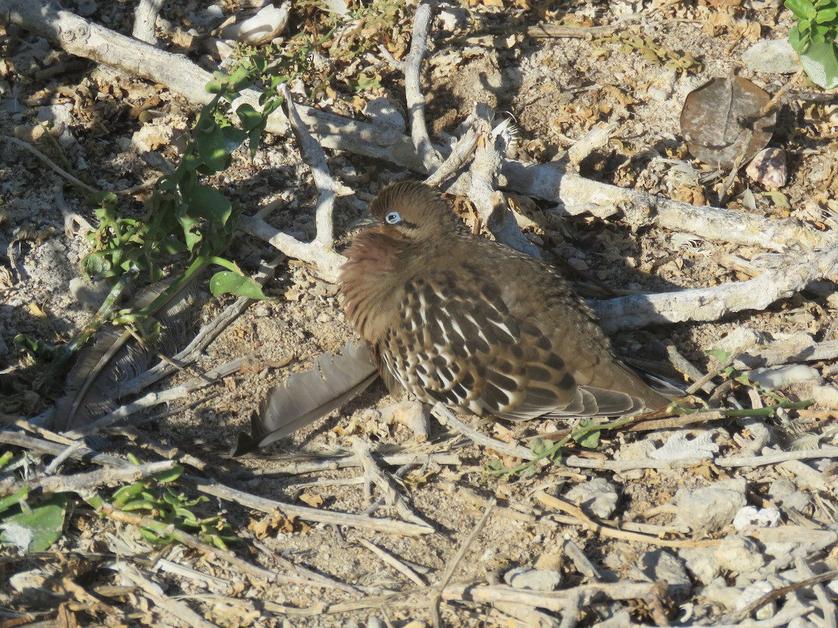 Galapagos Dove - ML646606632