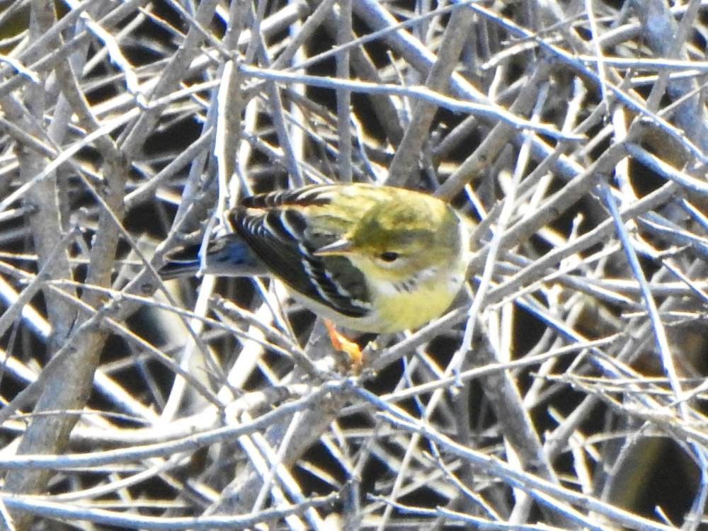 Blackpoll Warbler - ML646606633