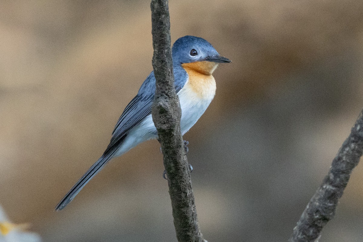Broad-billed Flycatcher - ML646606636